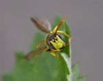Cerceris quinquefasciata